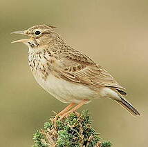 Cochevis huppé