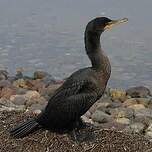 Cormoran à aigrettes