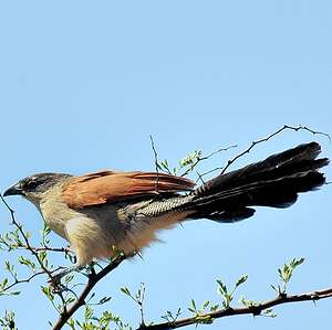 Coucal de Burchell