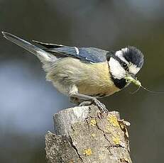 Mésange nord-africaine