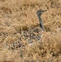 Outarde houbara