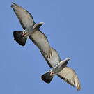 Pigeon biset