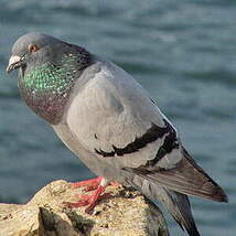 Pigeon biset