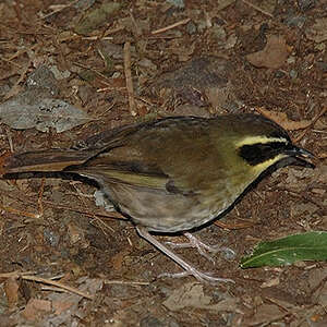 Séricorne à gorge jaune