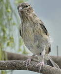 Serin des Canaries