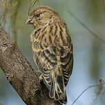 Serin des Canaries