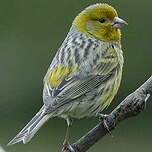 Serin des Canaries