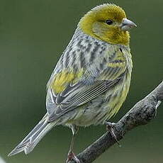 Serin des Canaries