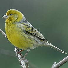 Serin des Canaries