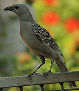 Great Bowerbird