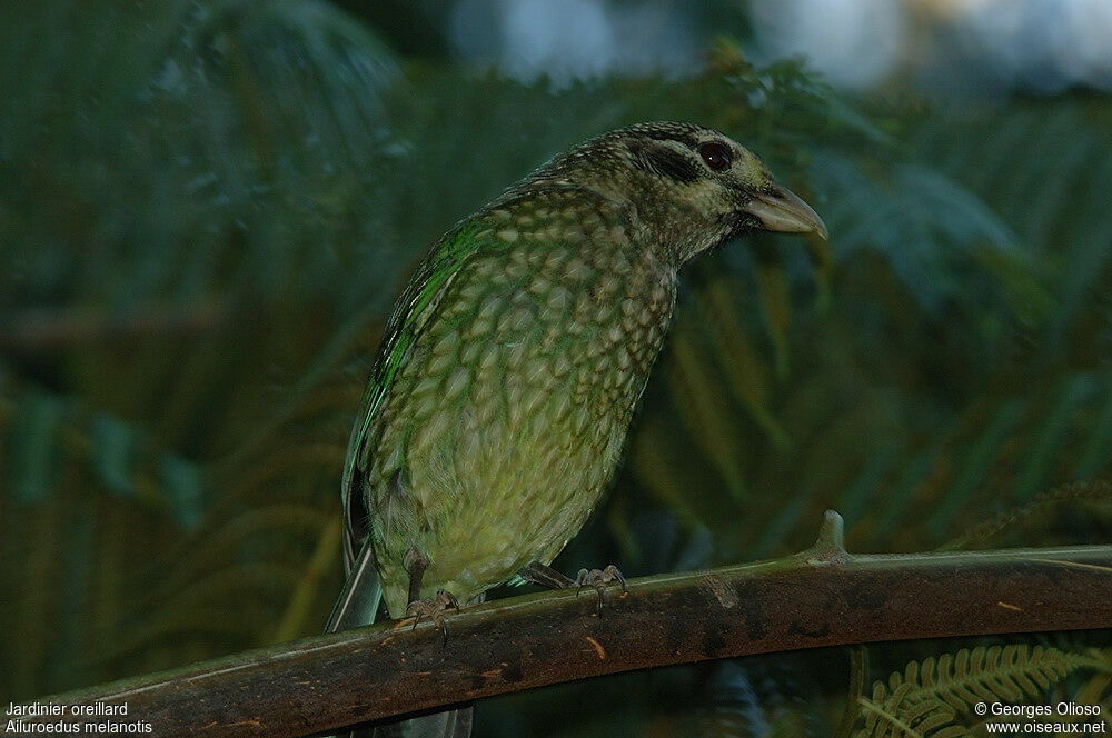 Black-eared Catbirdadult breeding