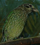 Black-eared Catbird