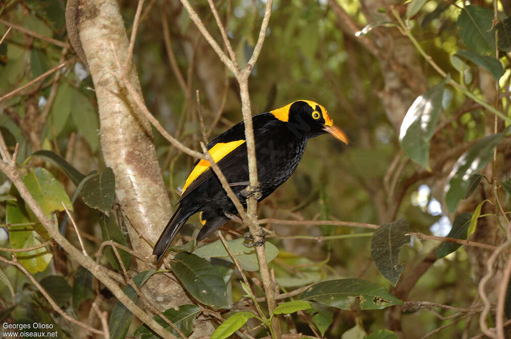Regent Bowerbird male adult, identification