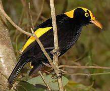 Regent Bowerbird