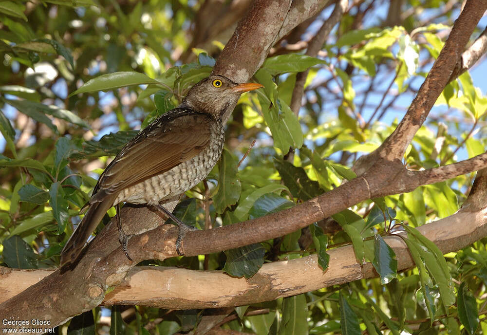 Regent Bowerbird female adult, identification