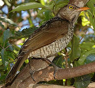 Regent Bowerbird