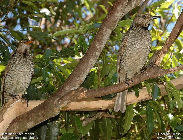 Jardinier princerégent femelle immature geol42401