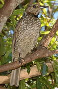 Regent Bowerbird