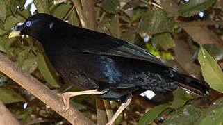 Satin Bowerbird