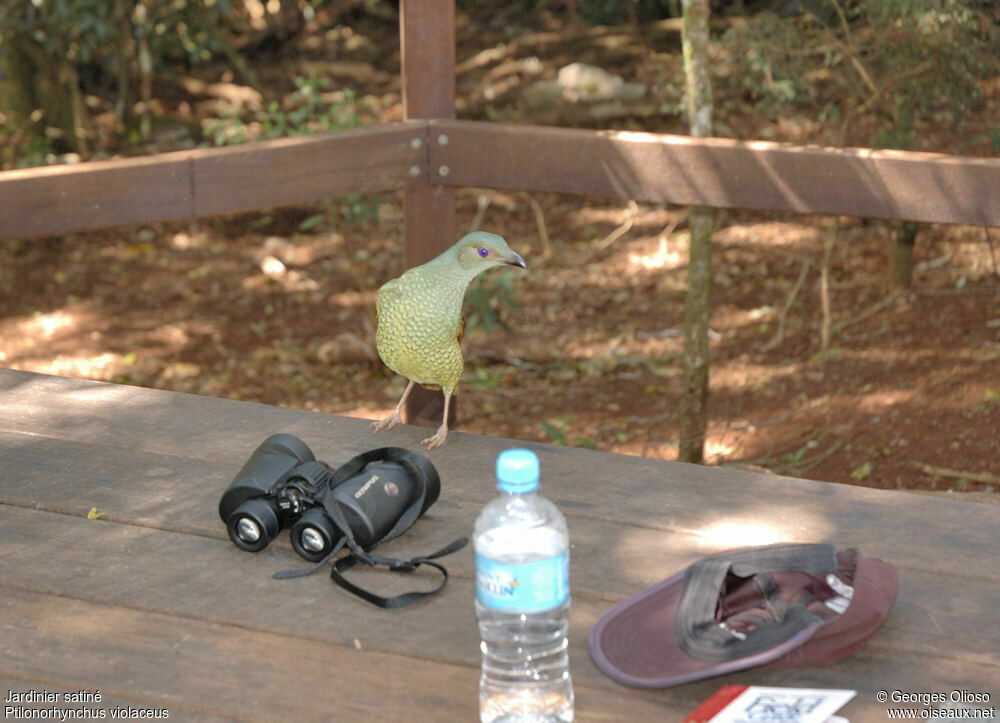 Satin Bowerbird female adult