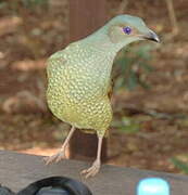 Satin Bowerbird