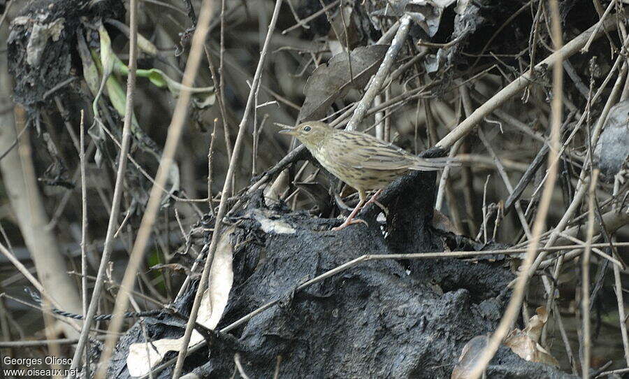 Lanceolated Warblerpost breeding, habitat, camouflage, pigmentation, walking, Behaviour