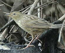 Lanceolated Warbler