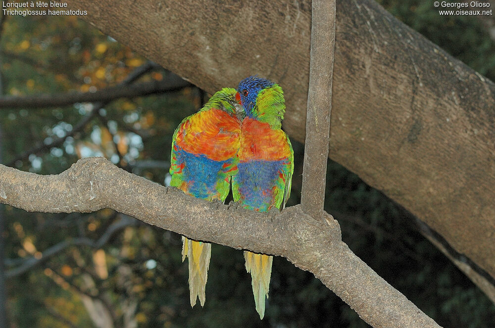 Coconut Lorikeet adult breeding