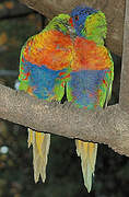 Coconut Lorikeet