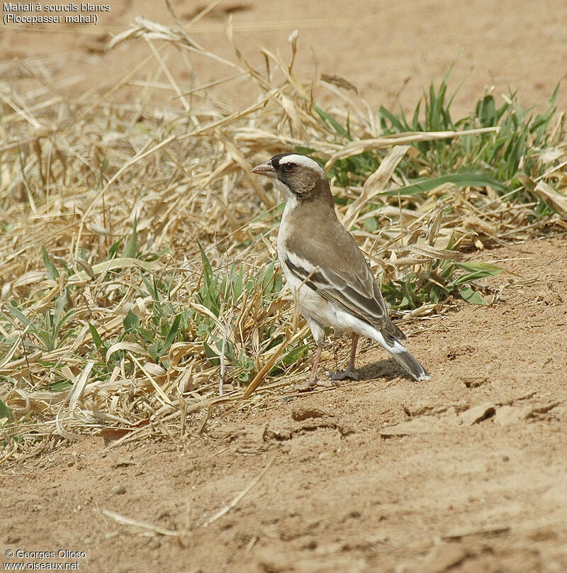 White-browed Sparrow-Weaver