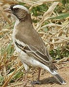 White-browed Sparrow-Weaver