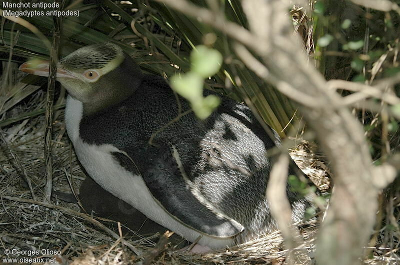 Yellow-eyed Penguin