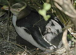 Yellow-eyed Penguin