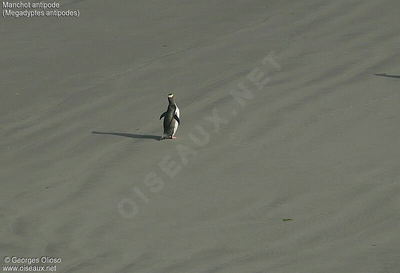 Yellow-eyed Penguin