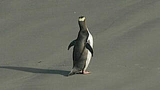 Yellow-eyed Penguin