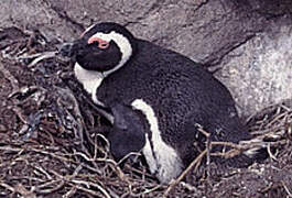 African Penguin