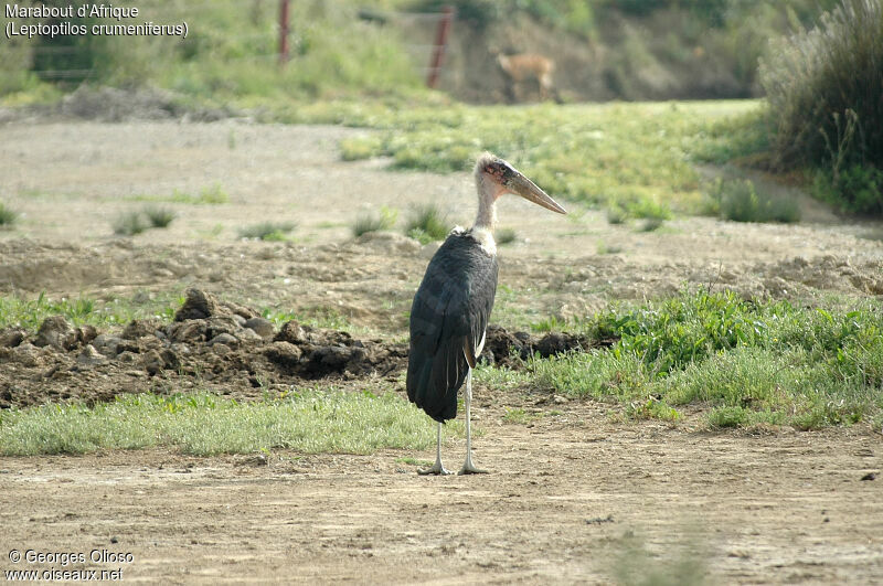 Marabou Stork