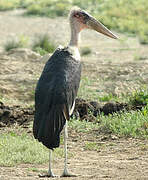 Marabou Stork