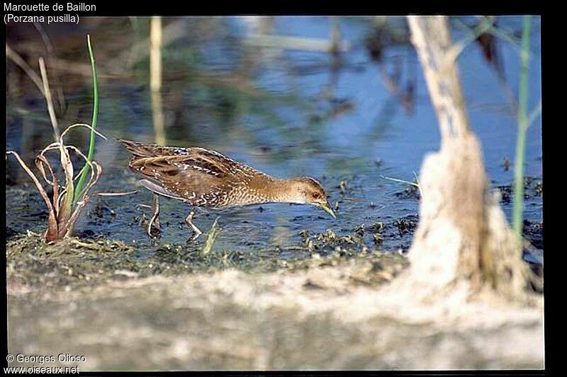 Baillon's Crake