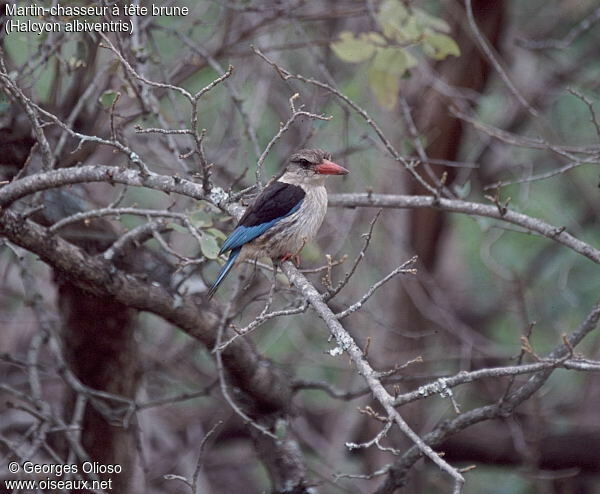 Brown-hooded Kingfisher