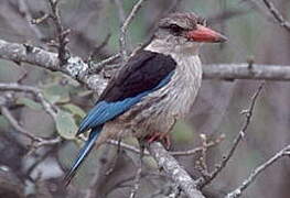 Brown-hooded Kingfisher