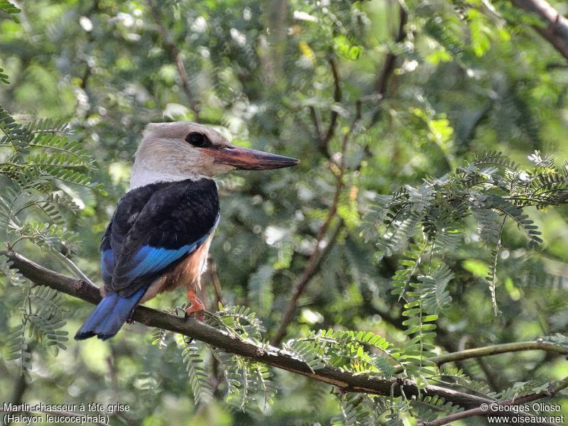 Martin-chasseur à tête griseimmature, identification