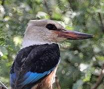 Grey-headed Kingfisher