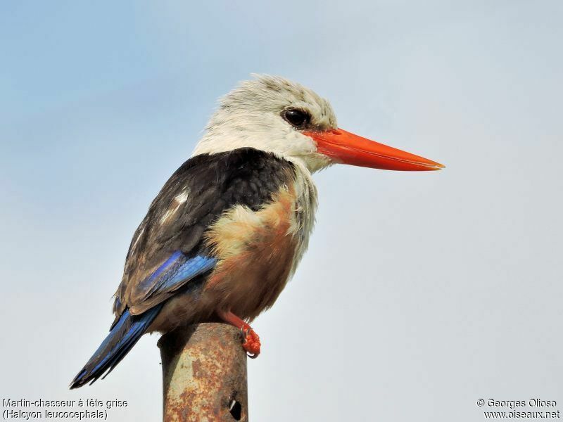 Grey-headed Kingfisheradult breeding, identification