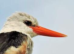 Grey-headed Kingfisher