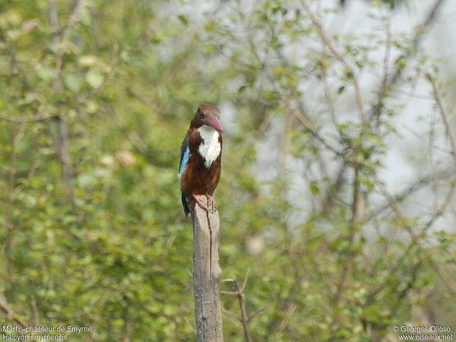 White-throated Kingfisheradult breeding, identification