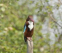 White-throated Kingfisher