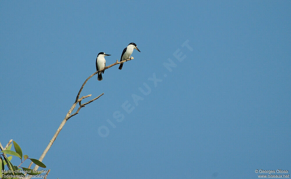 Forest Kingfisher adult breeding