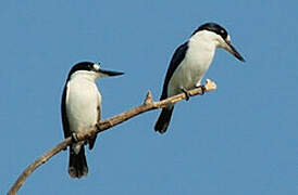 Forest Kingfisher