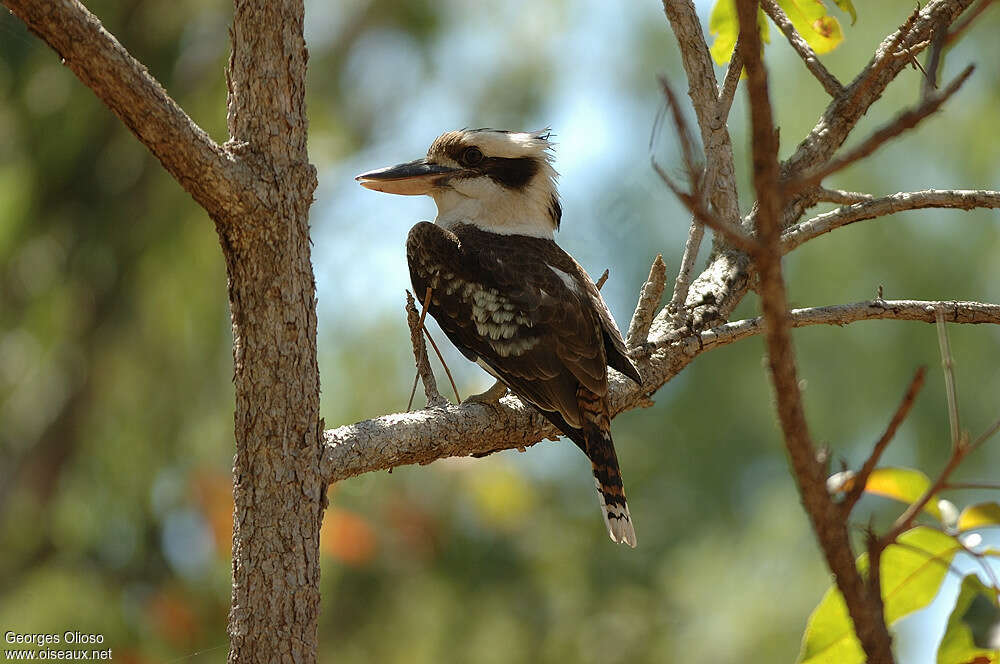 Martin-chasseur géantadulte, identification